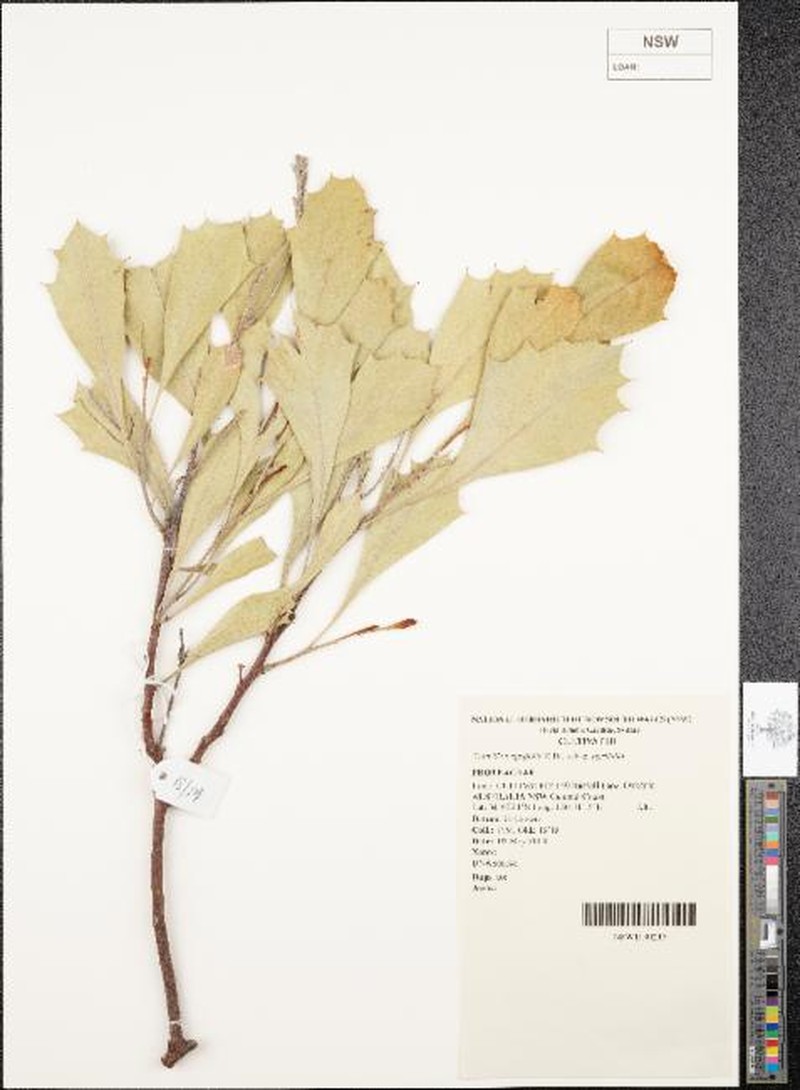 Grevillea agrifolia subsp. agrifolia