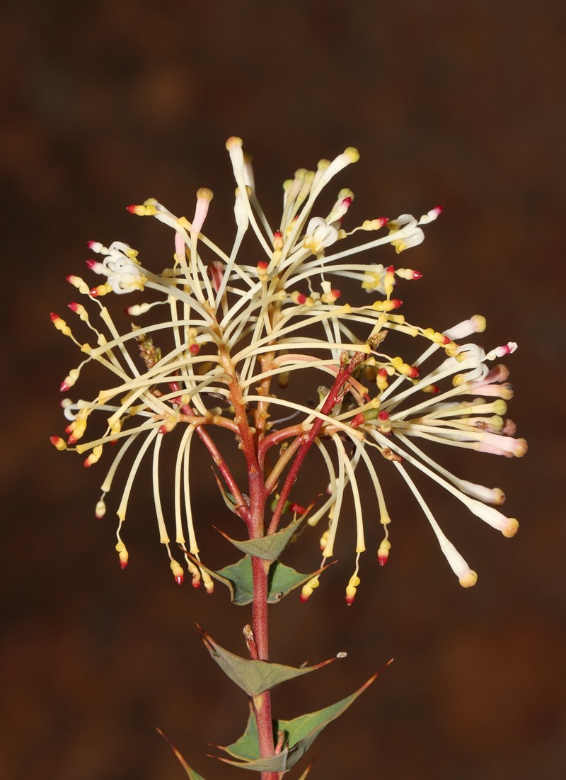 Grevillea amplexans subsp. amplexans