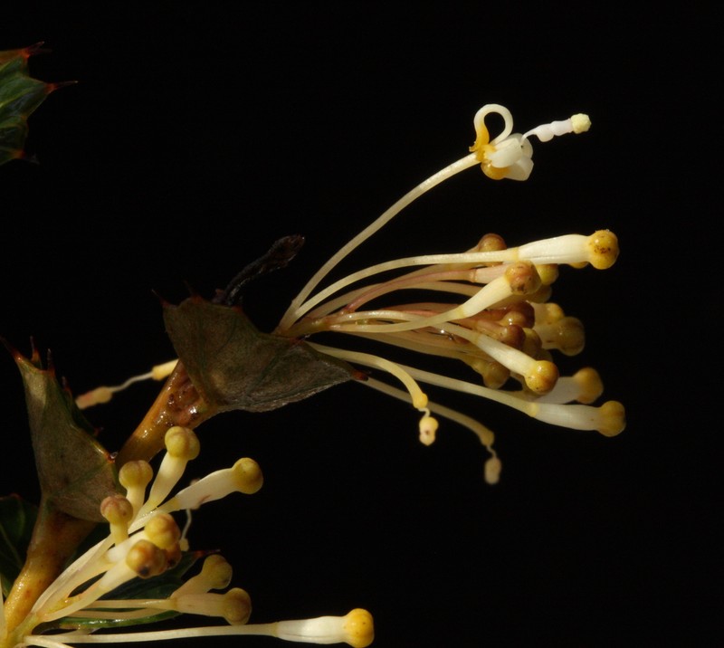 Grevillea amplexans subsp. amplexans photo 2