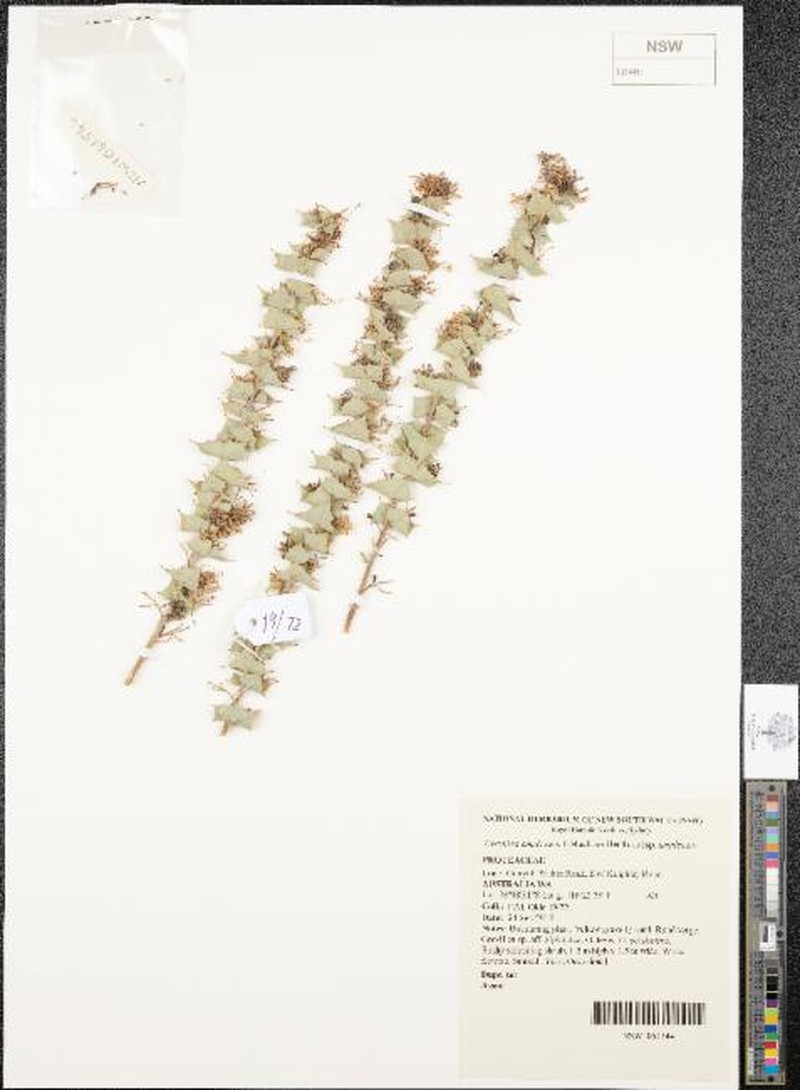 Grevillea amplexans subsp. amplexans photo 3