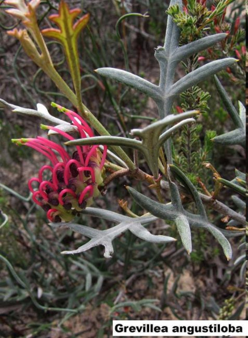 Grevillea angustiloba subsp. angustiloba