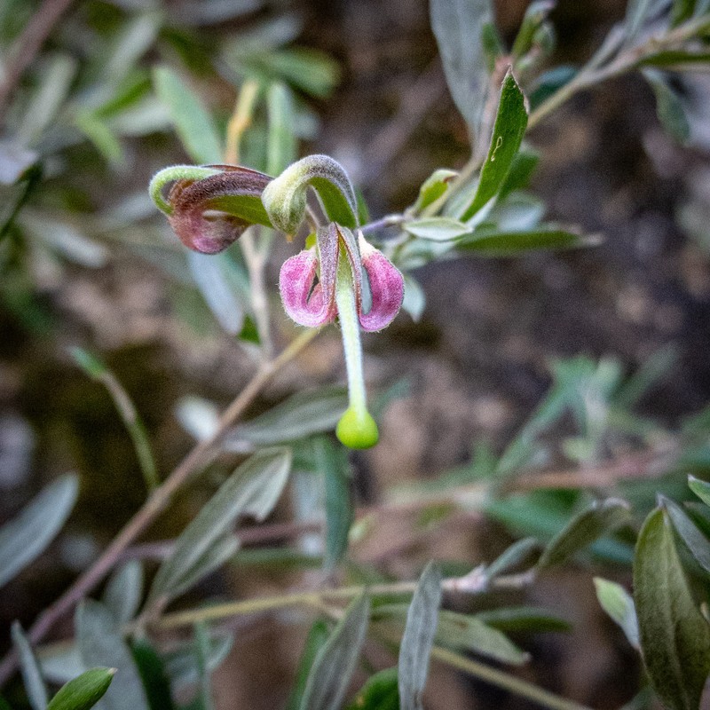Grevillea arenaria subsp. arenaria