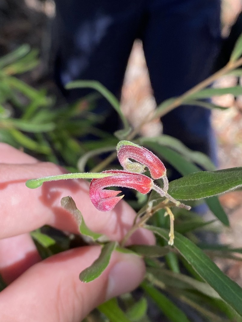 Grevillea arenaria subsp. arenaria photo 2