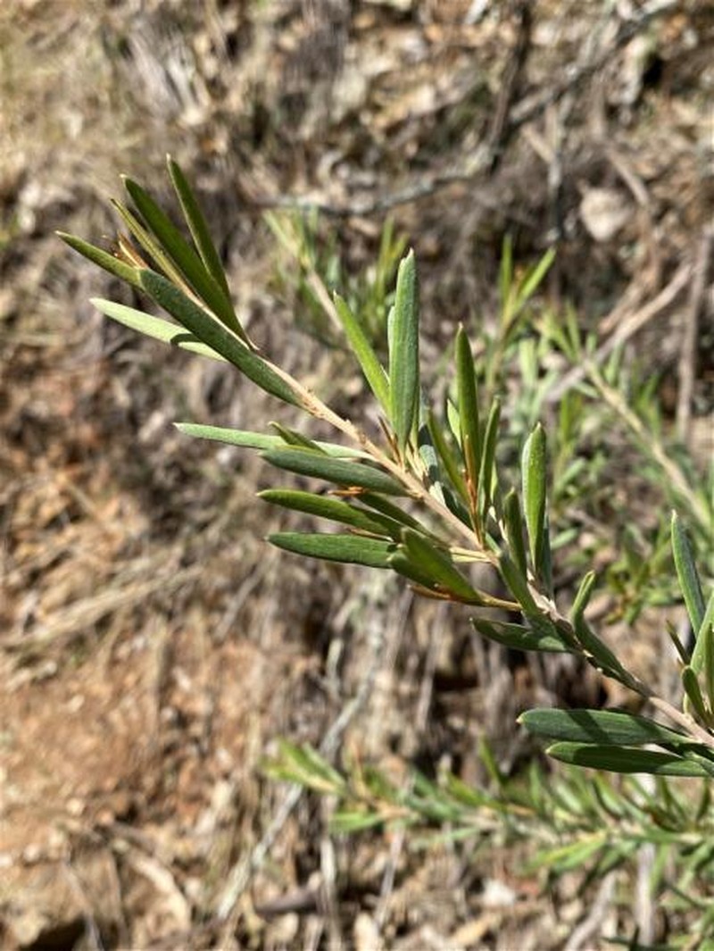 Grevillea arenaria subsp. arenaria photo 3