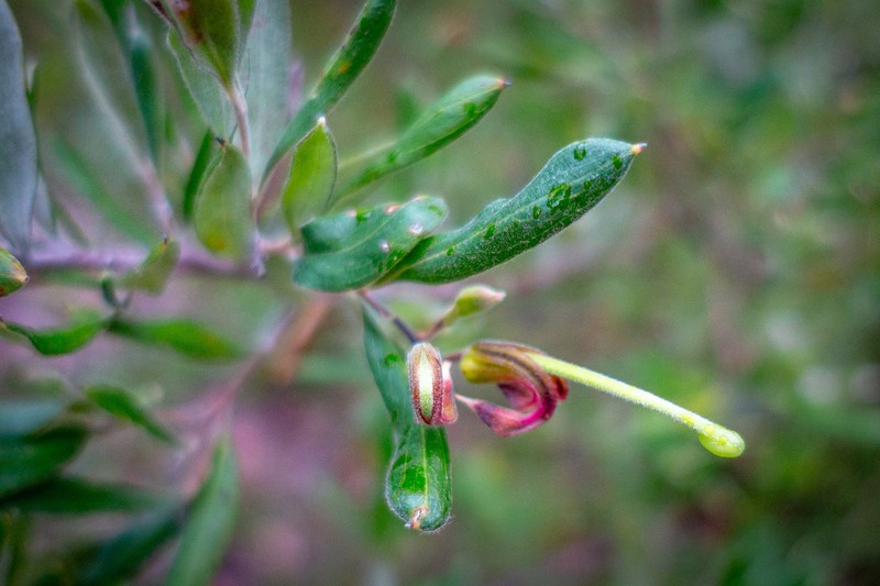 Grevillea arenaria subsp. arenaria photo 4