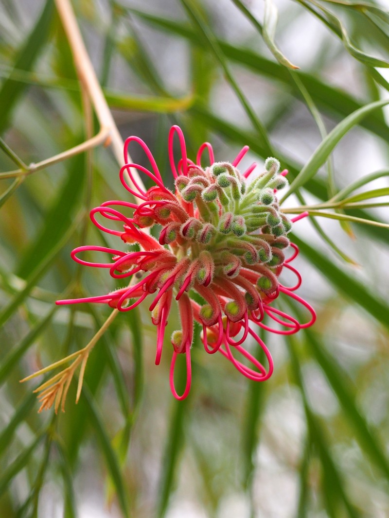 Kahiliflower photo 5