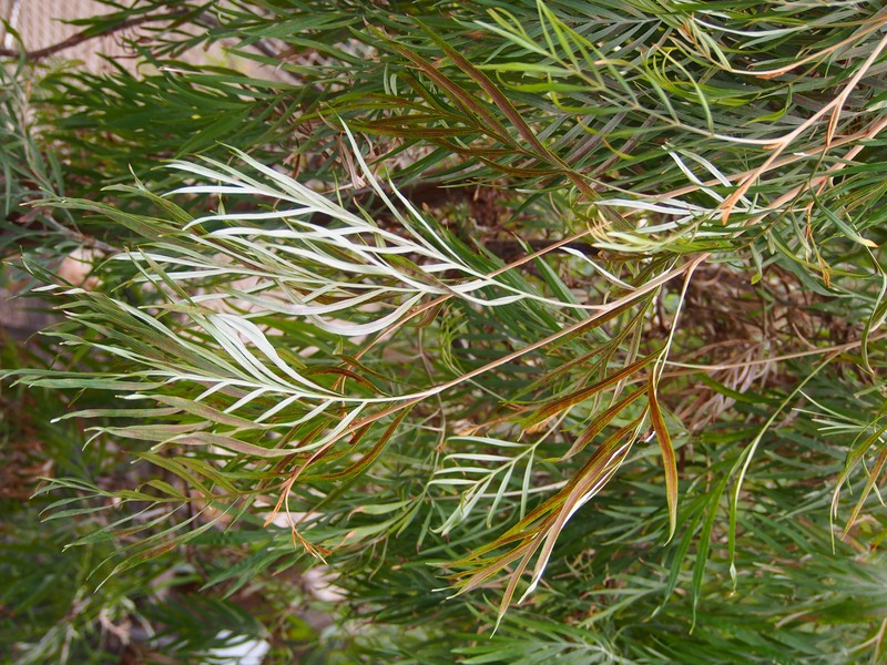 Kahiliflower photo 2