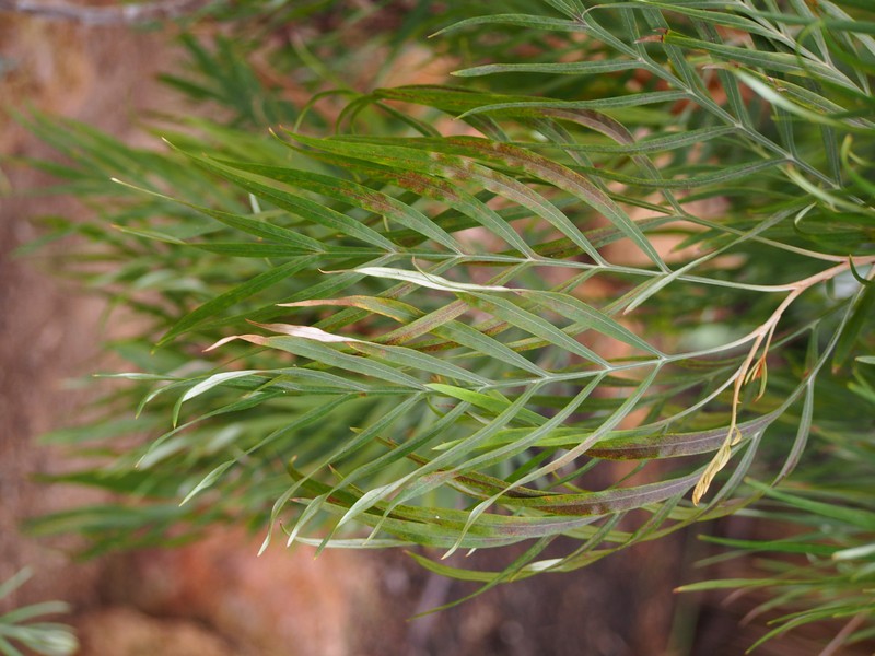 Kahiliflower photo 3