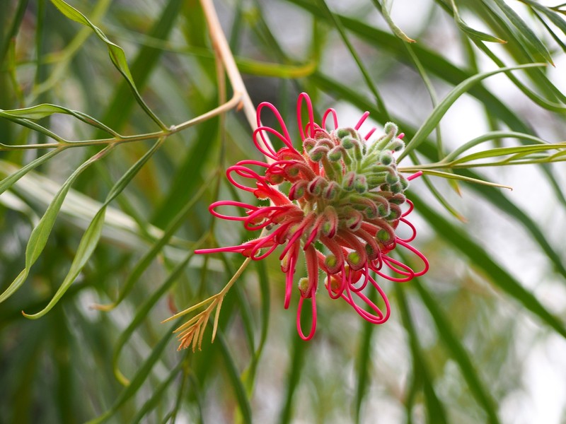 Kahiliflower photo 4