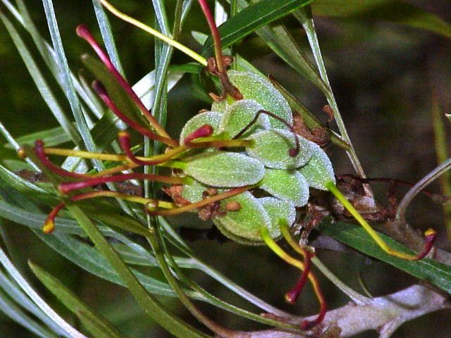 Kahiliflower photo 6