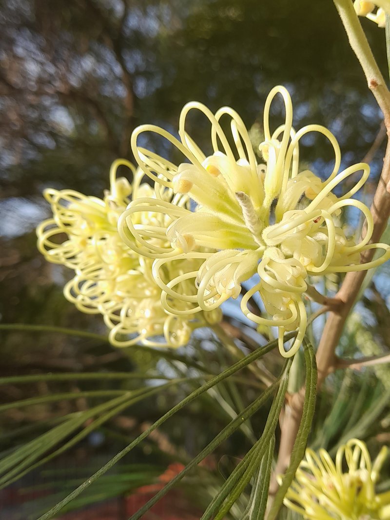 Kahiliflower photo 7