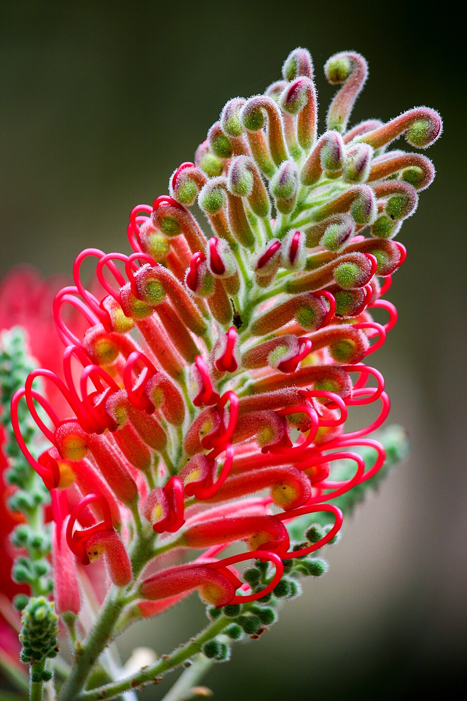Kahiliflower photo 8
