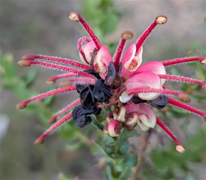 Grevillea baueri subsp. baueri