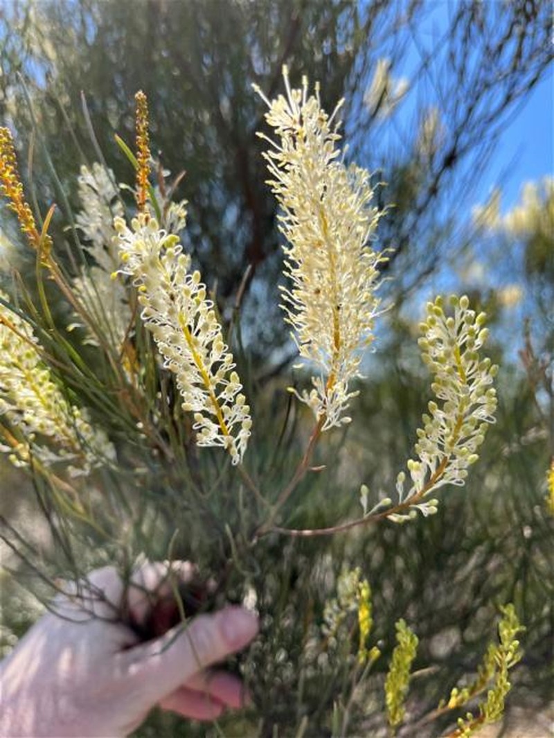 Grevillea biformis subsp. biformis
