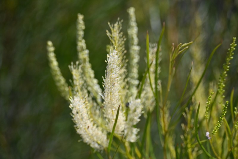 Grevillea biformis subsp. biformis photo 2