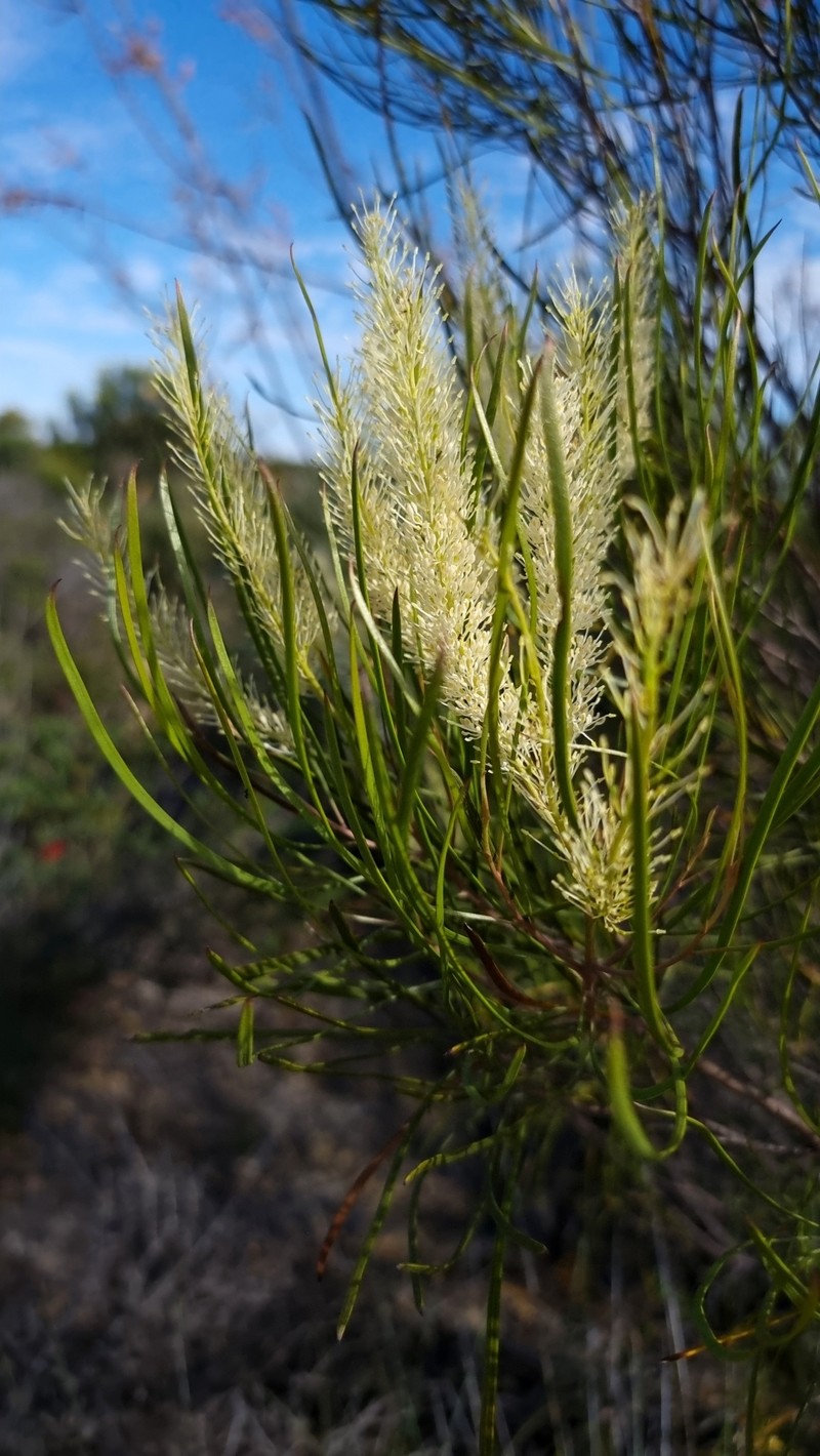 Grevillea biformis subsp. biformis photo 3