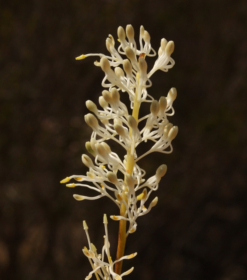 Grevillea biformis subsp. biformis photo 4