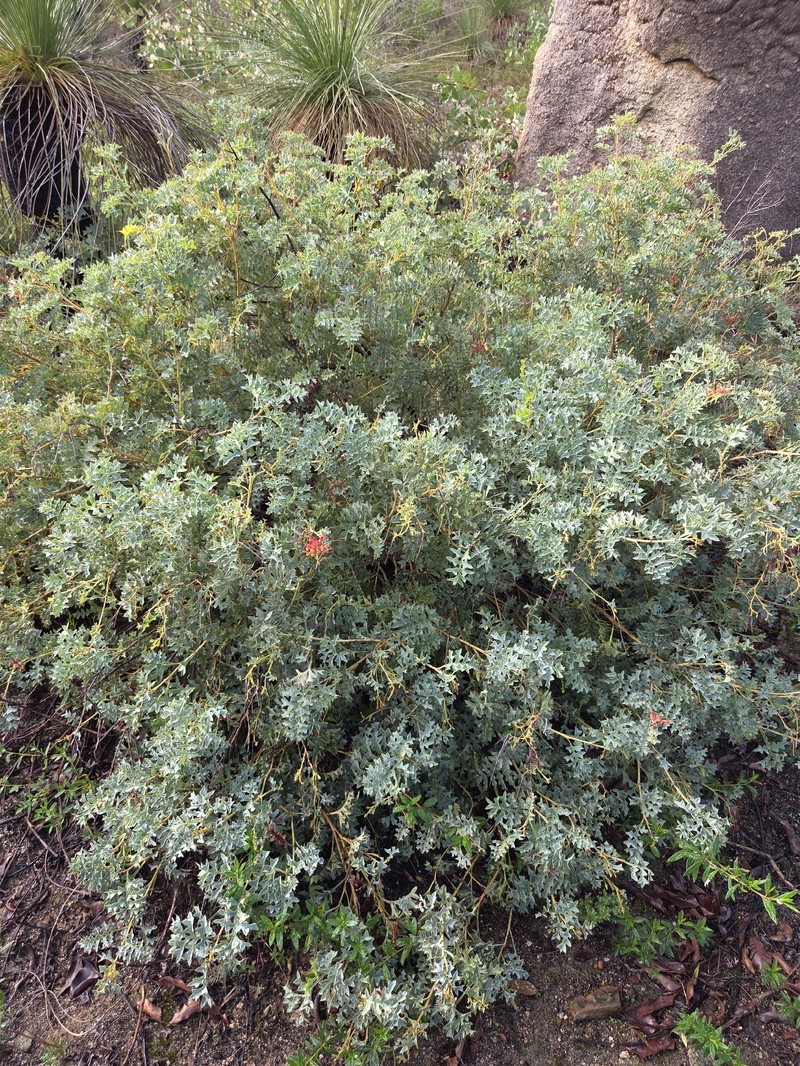 Grevillea bipinnatifida subsp. bipinnatifida