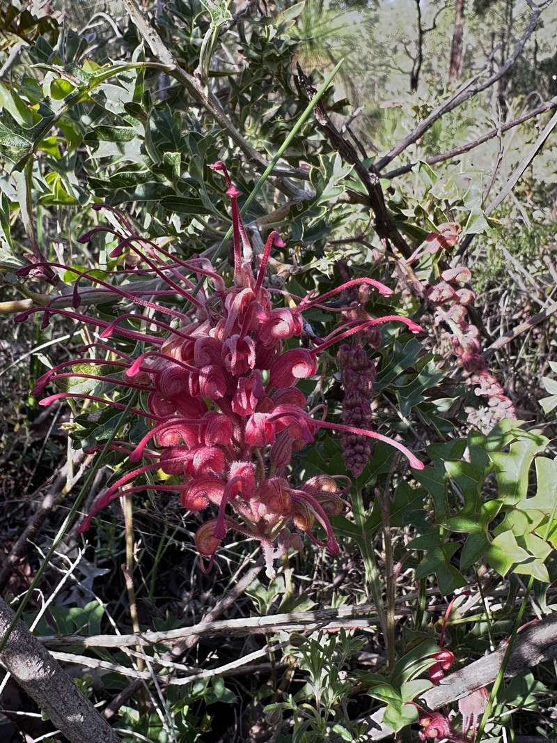 Grevillea bipinnatifida subsp. bipinnatifida photo 2