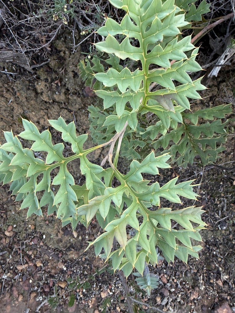 Grevillea bipinnatifida subsp. bipinnatifida photo 3