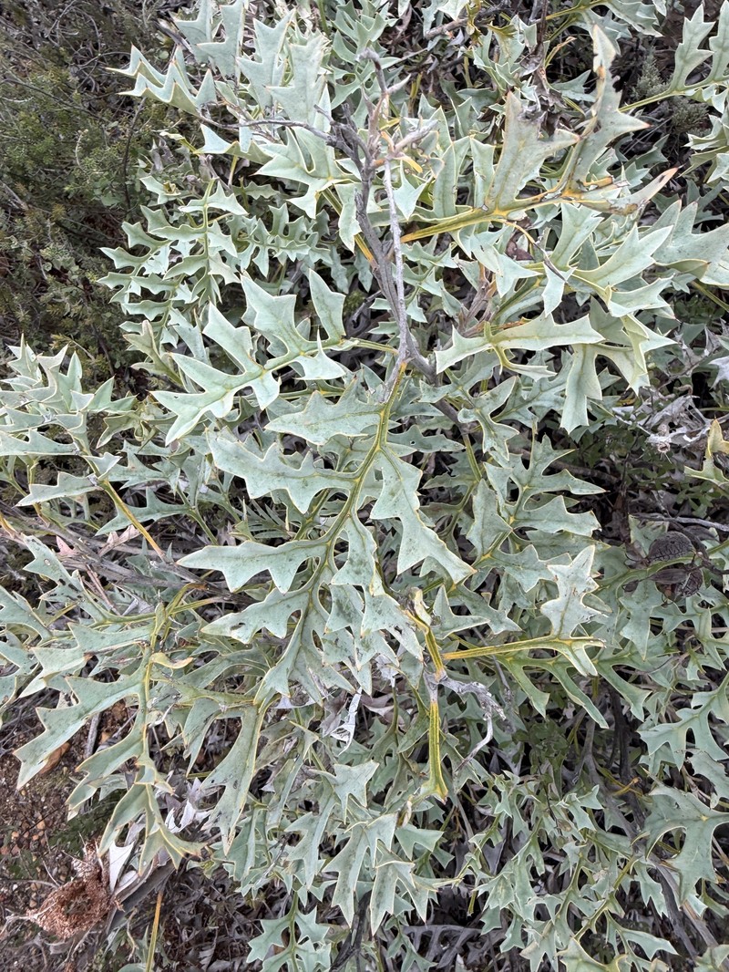 Grevillea bipinnatifida subsp. bipinnatifida photo 4