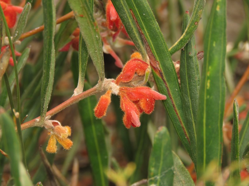 Grevillea brachystylis subsp. brachystylis