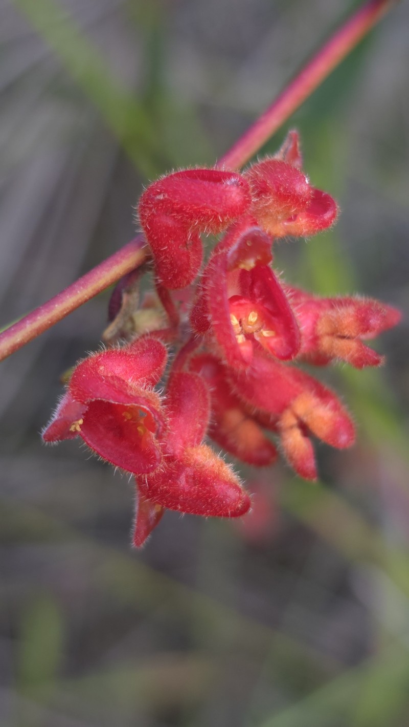 Grevillea brachystylis subsp. brachystylis photo 2