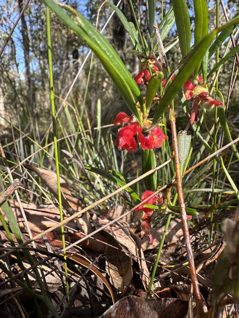 Grevillea brachystylis subsp. brachystylis photo 3