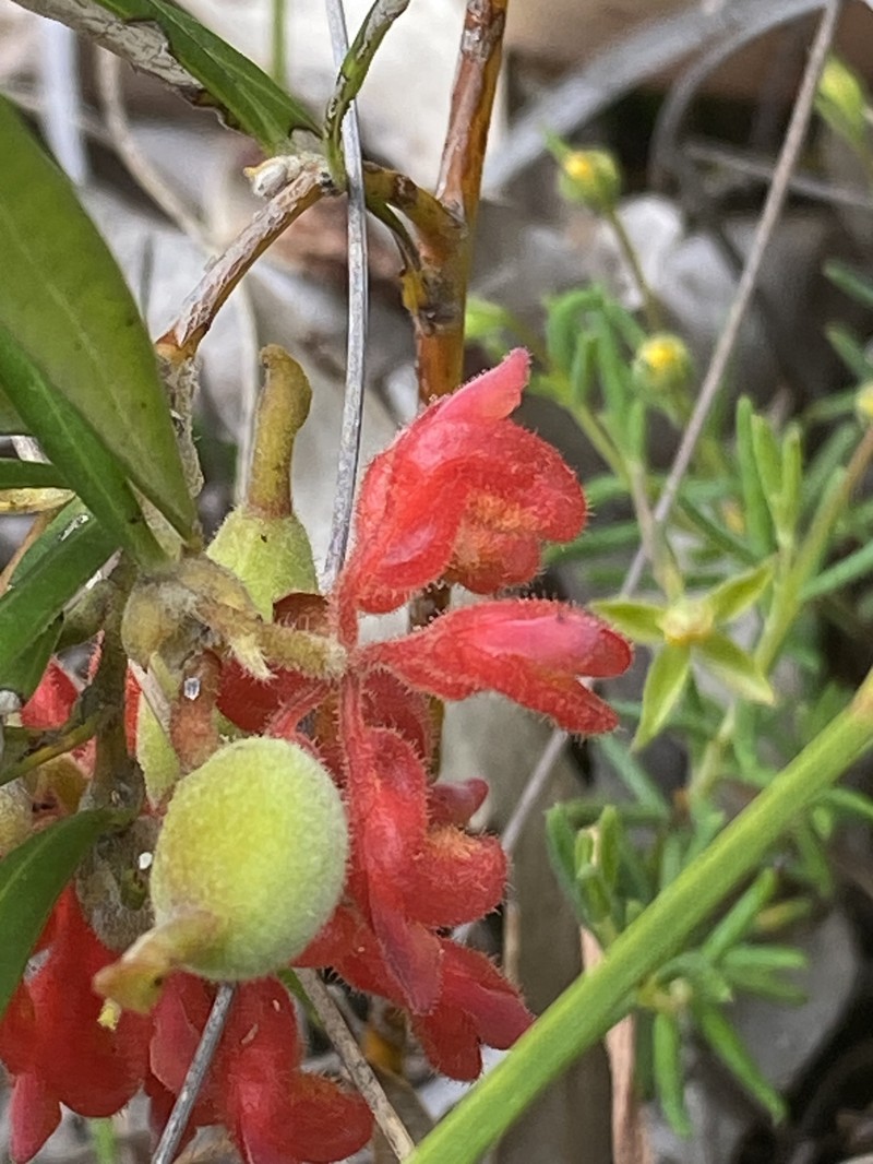 Grevillea brachystylis subsp. brachystylis photo 4