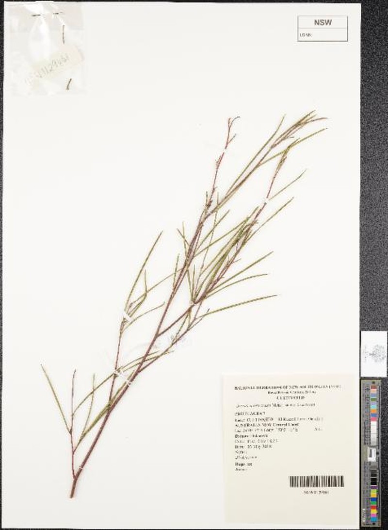 Grevillea bracteosa subsp. bracteosa