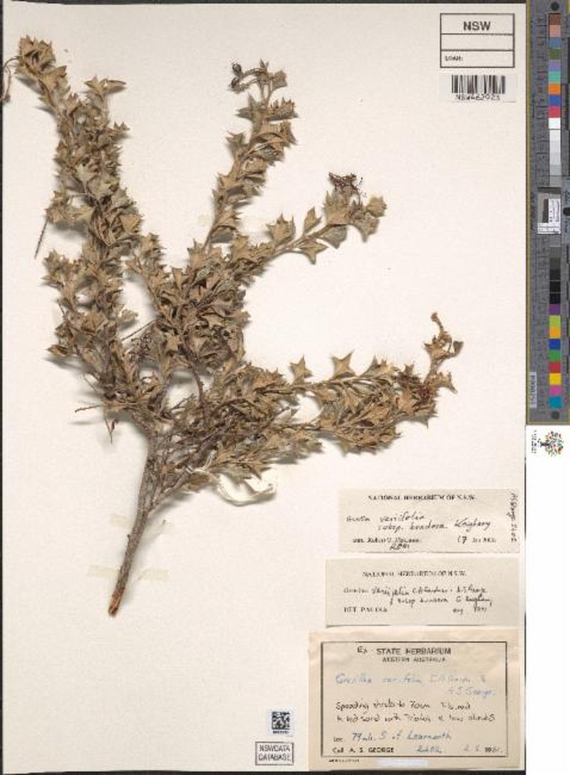 Grevillea bundera