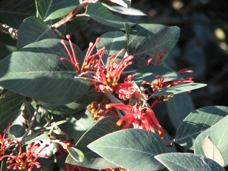 Grevillea burrowa