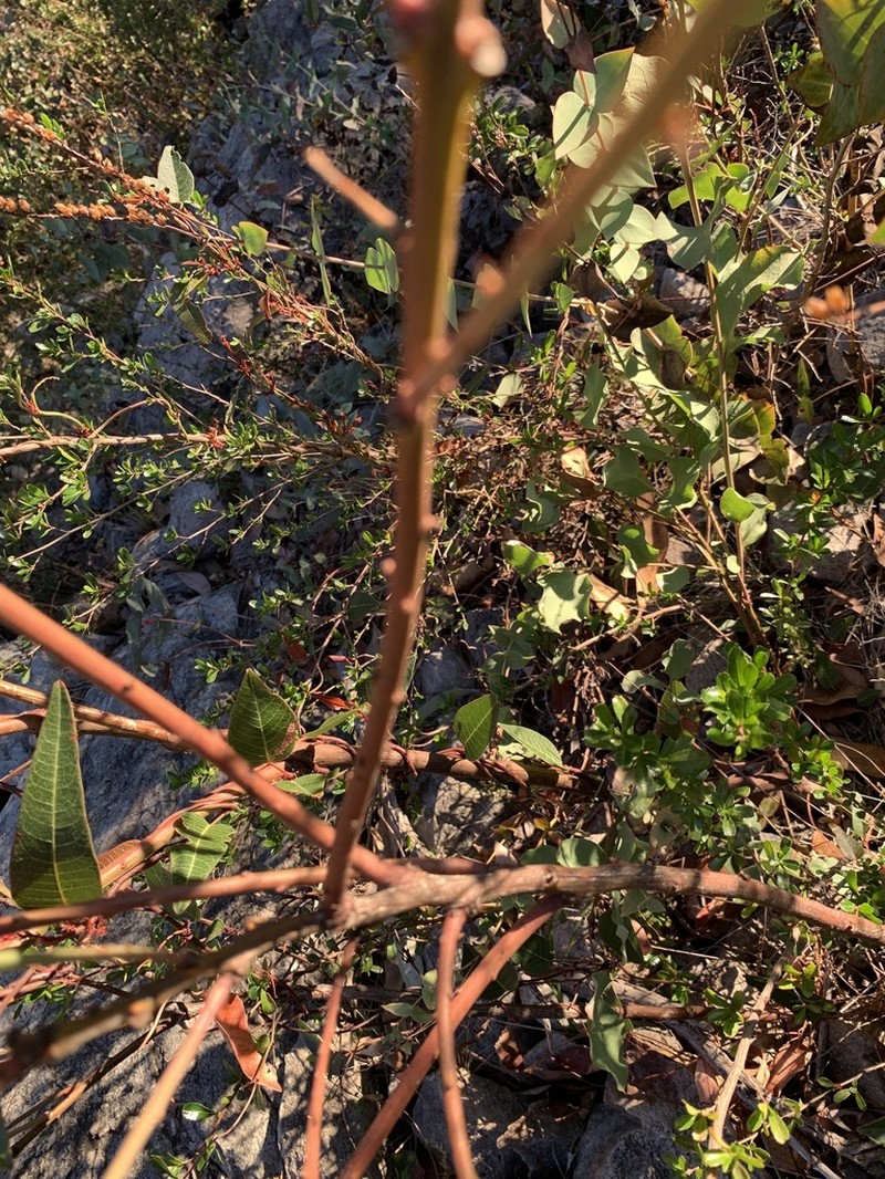 Grevillea burrowa photo 2