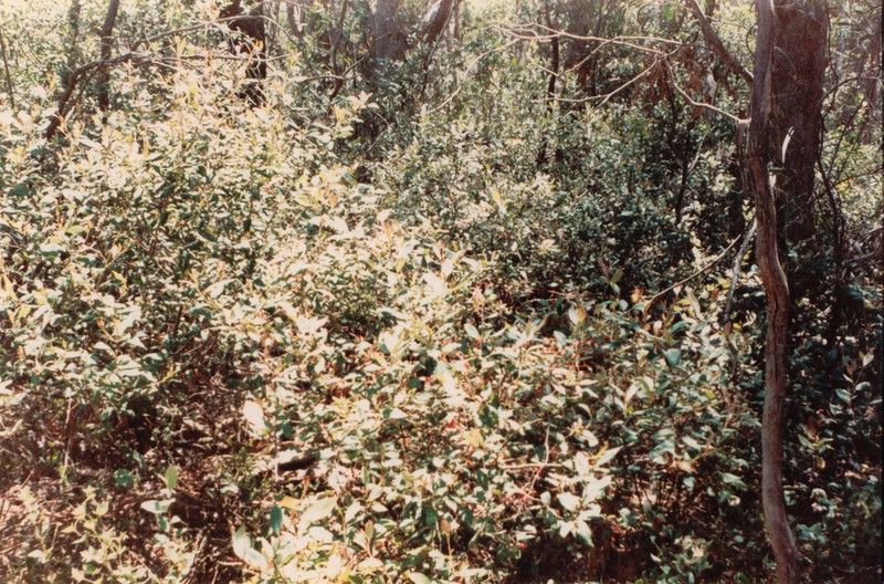 Grevillea burrowa photo 3