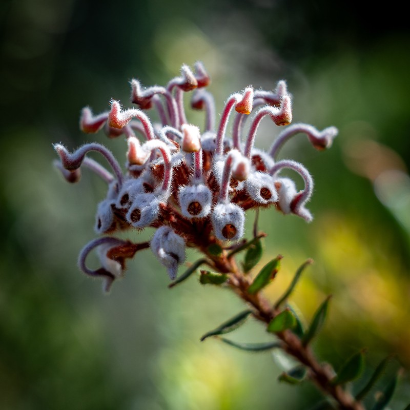 Grevillea buxifolia subsp. buxifolia
