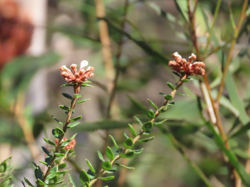 Grevillea buxifolia subsp. buxifolia photo 2