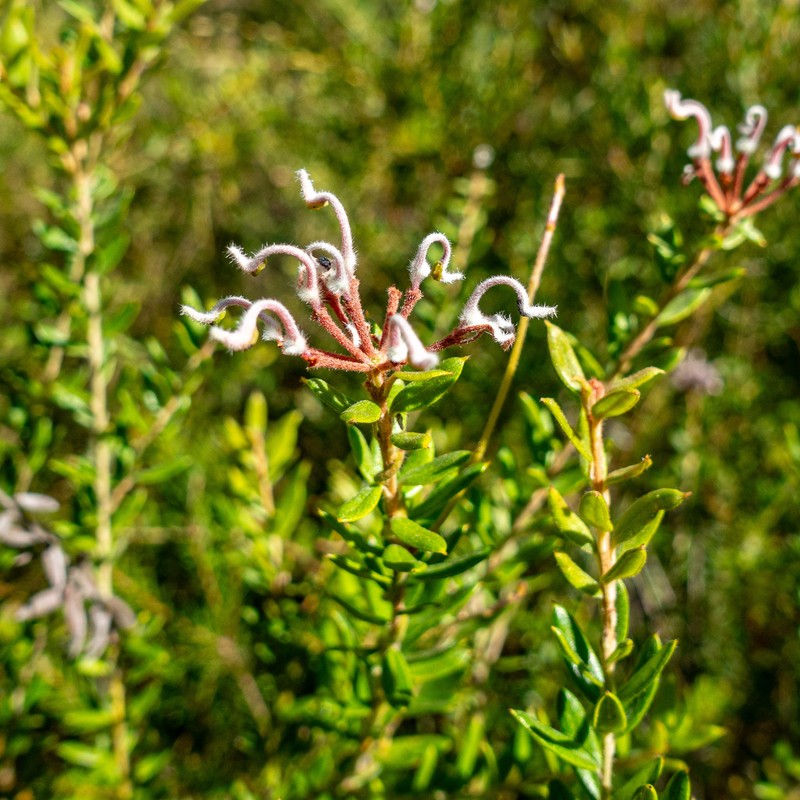 Grevillea buxifolia subsp. buxifolia photo 3