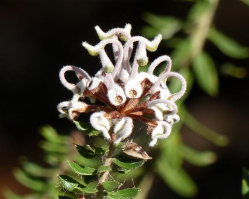 Grevillea buxifolia subsp. buxifolia photo 4