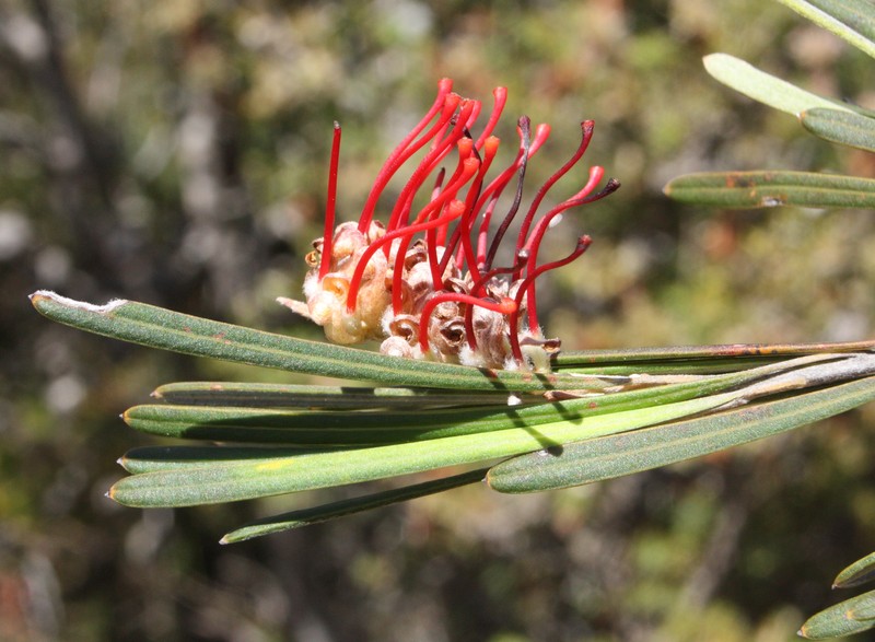 Grevillea coccinea subsp. coccinea
