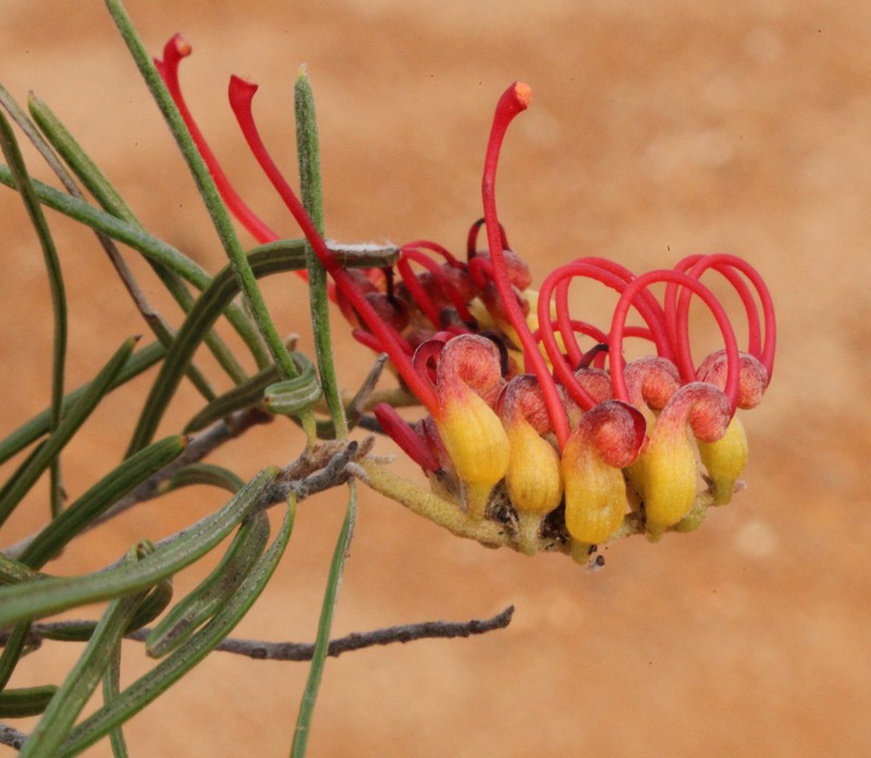 Grevillea coccinea subsp. coccinea photo 2