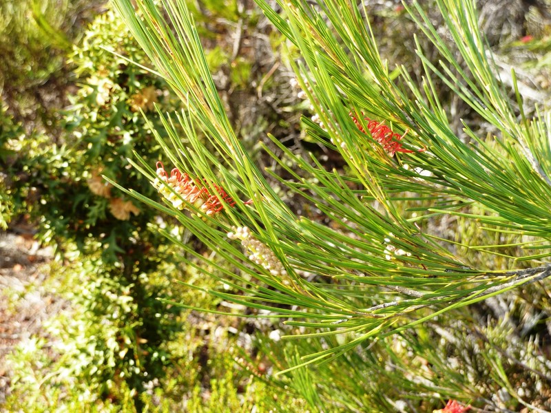 Grevillea coccinea subsp. coccinea photo 3