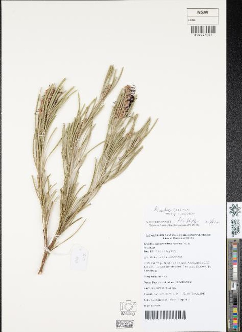 Grevillea coccinea subsp. coccinea photo 4