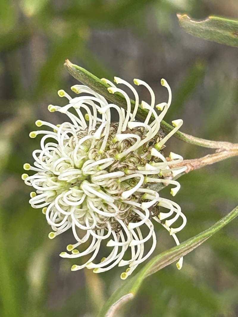 Grevillea commutata subsp. commutata