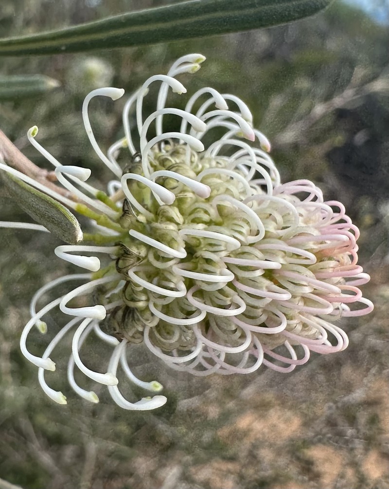 Grevillea commutata subsp. commutata photo 2
