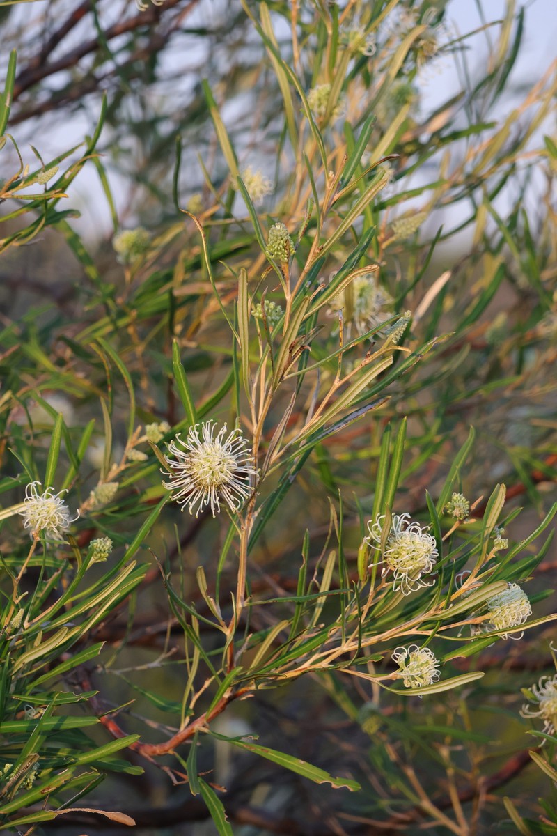 Grevillea commutata subsp. commutata photo 3