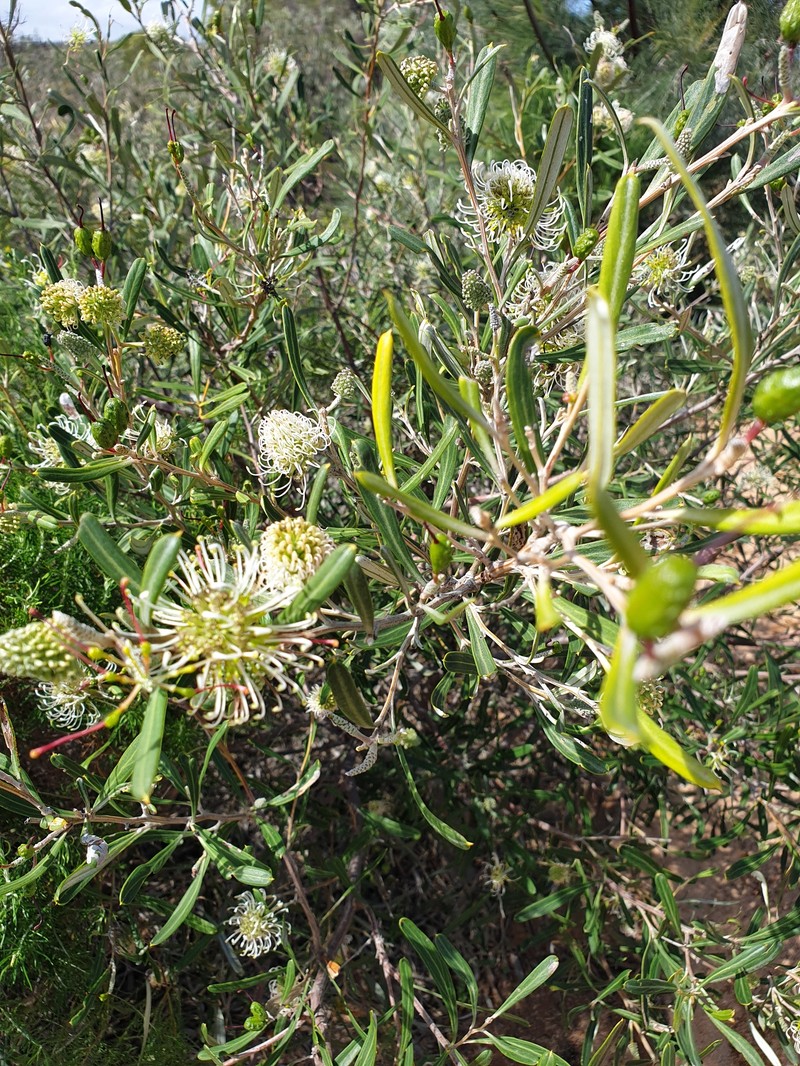 Grevillea commutata subsp. commutata photo 4