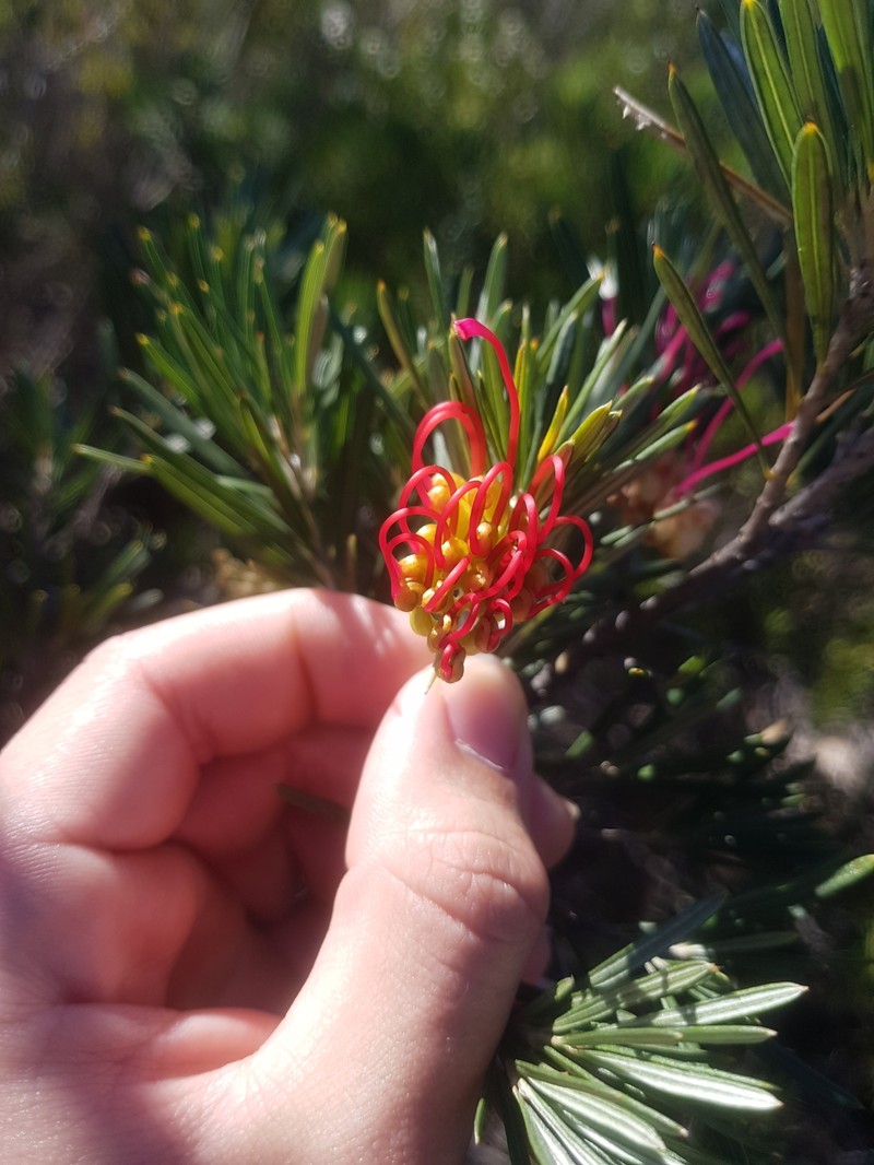 Grevillea concinna subsp. concinna