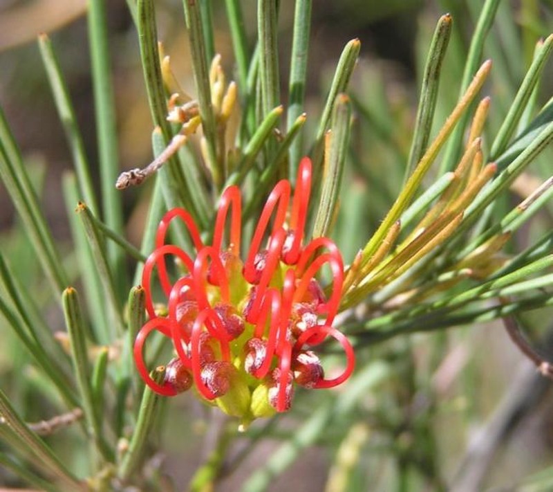 Grevillea concinna subsp. concinna photo 2