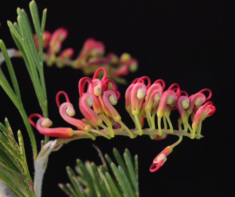 Grevillea cooljarloo