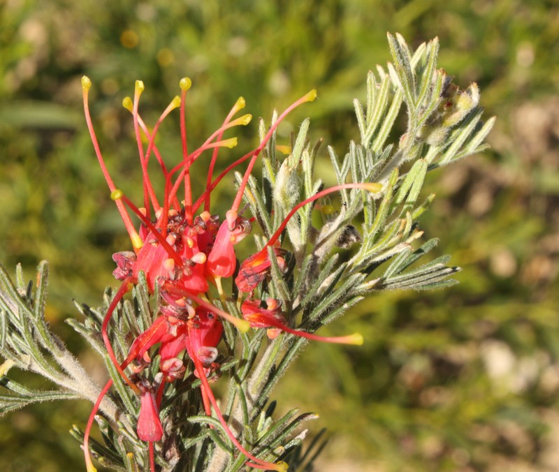 Grevillea cooljarloo photo 4